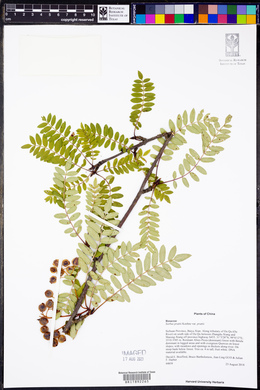 Sorbus prattii image