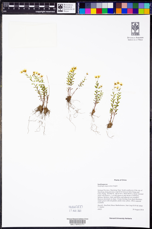 Saxifraga unguiculata image