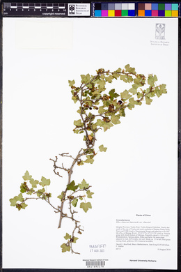 Image of Ribes vilmorinii