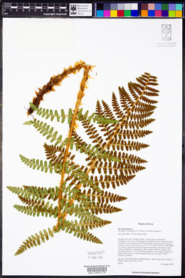 Dryopteris barbigera image