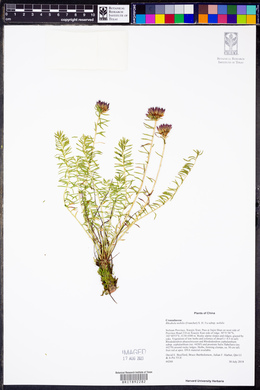 Rhodiola nobilis image