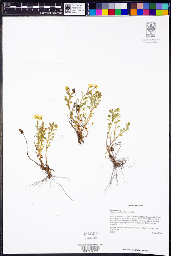 Saxifraga stellariifolia image