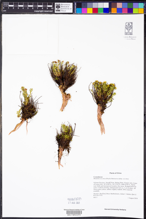 Rhodiola coccinea image