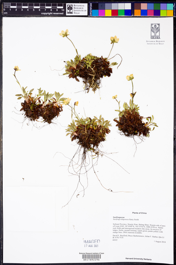 Saxifraga diapensia image