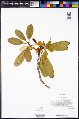 Rhododendron decorum image