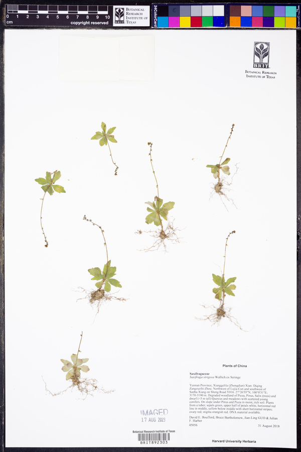 Saxifraga strigosa image