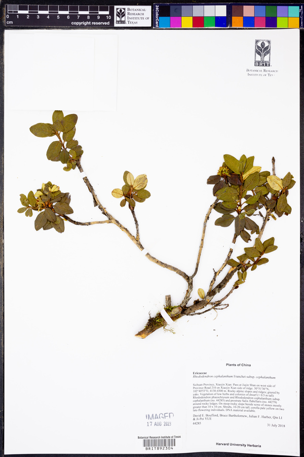 Rhododendron cephalanthum image