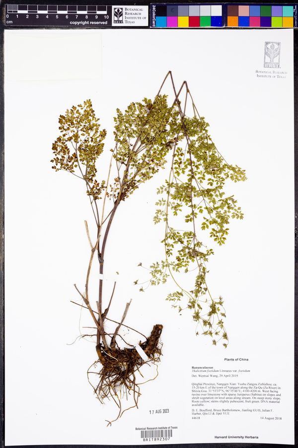 Thalictrum foetidum image