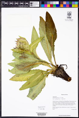 Image of Saussurea globosa