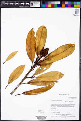 Image of Manglietia conifera