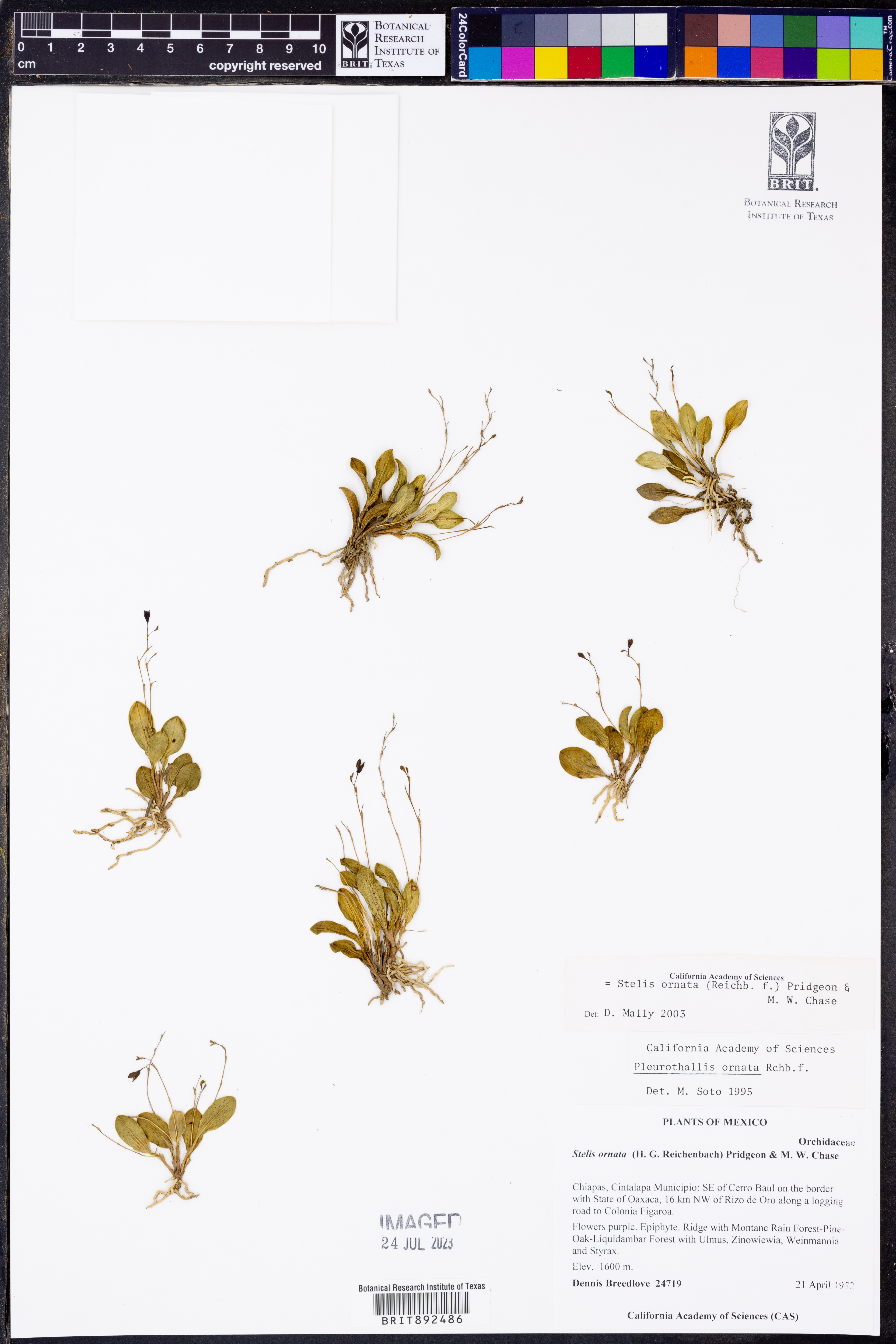 Stelis ornata thumbnail