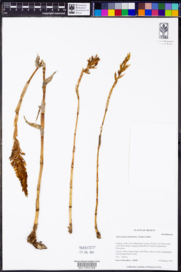 Aulosepalum hemichrea image