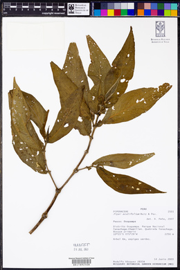 Piper acutifolium image