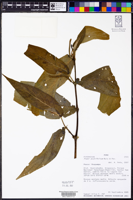 Piper acutifolium image