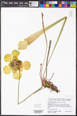 Sarracenia alata image