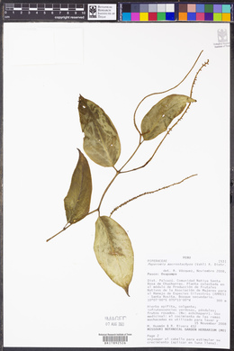 Peperomia macrostachyos image