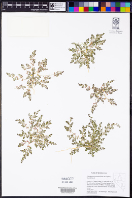 Chamaesyce micromera image
