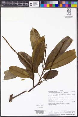 Sapium glandulosum image