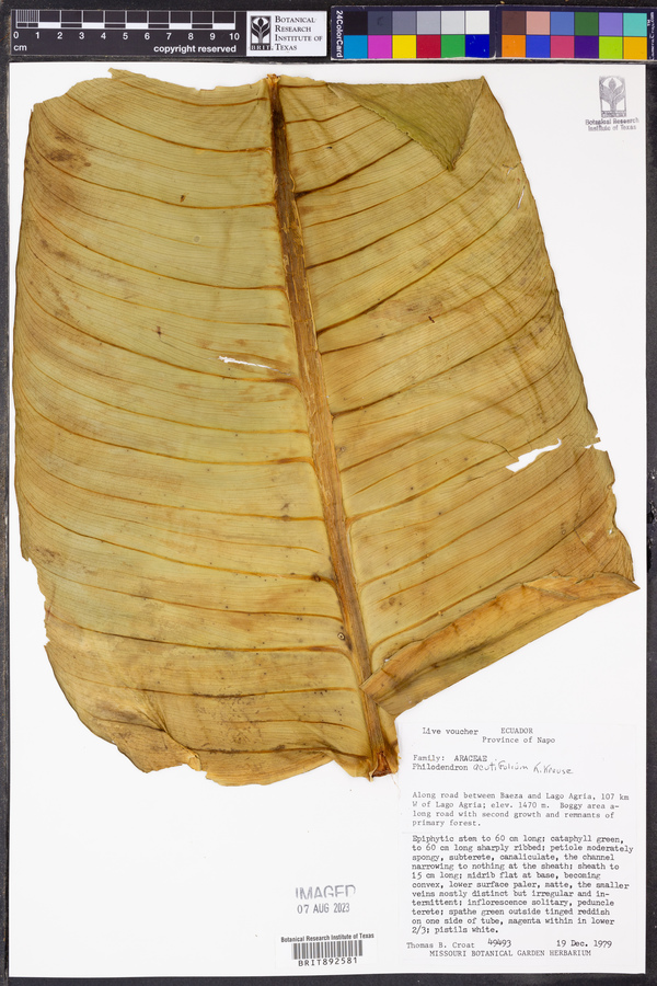 Philodendron acutifolium image