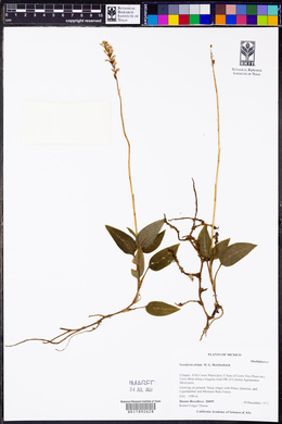 Goodyera striata image