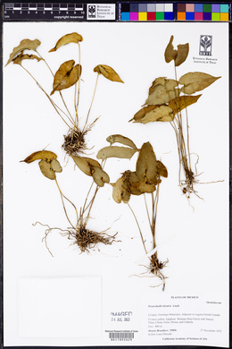 Pleurothallis bivalvis image