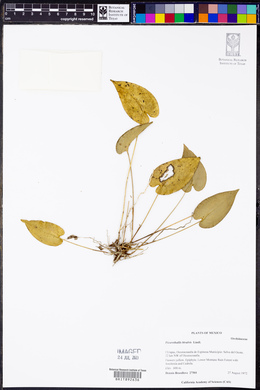 Pleurothallis bivalvis image