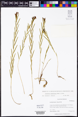 Isochilus linearis image
