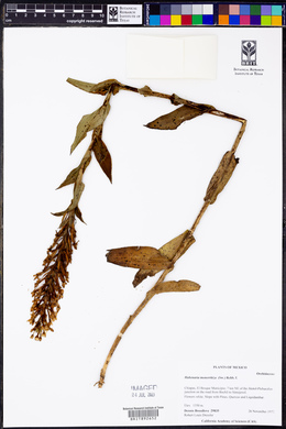 Habenaria monorrhiza image
