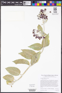 Asclepias californica image