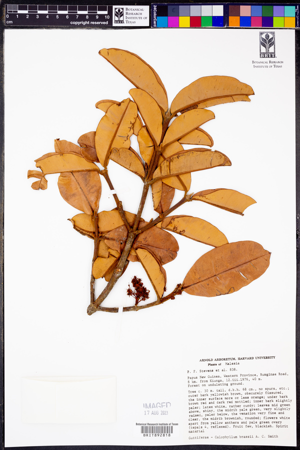 Calophyllum brassii image