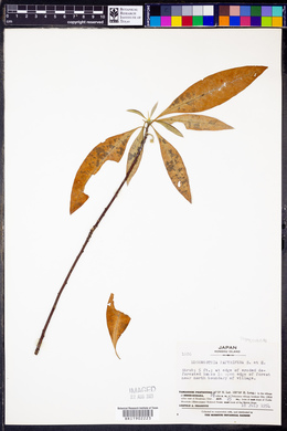 Edgeworthia papyrifera image
