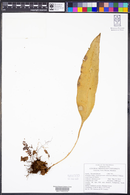 Elaphoglossum callifolium image