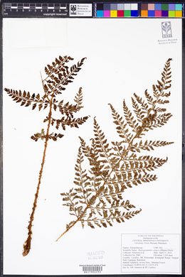 Oreogrammitis setigera image