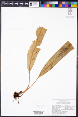 Elaphoglossum callifolium image