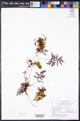 Hymenophyllum emarginatum image