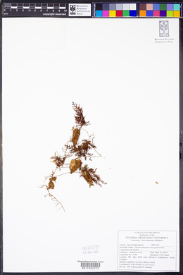 Hymenophyllum emarginatum image