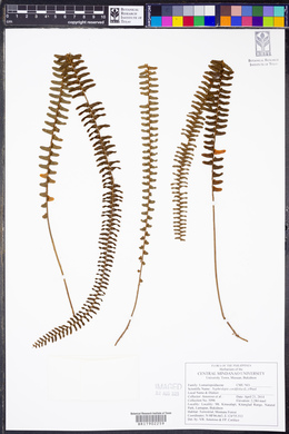 Nephrolepis cordifolia image