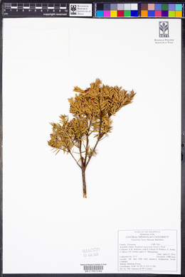 Acrothamnus suaveolens image