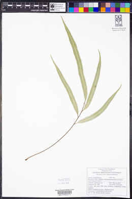 Selliguea albidosquamata image