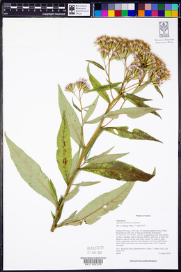 Image of Saussurea hemsleyi