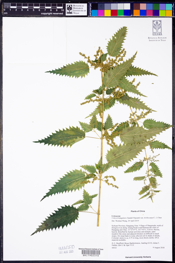 Urtica triangularis image