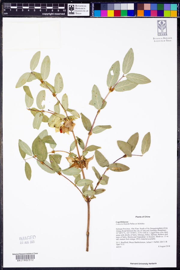 Lonicera hispida image