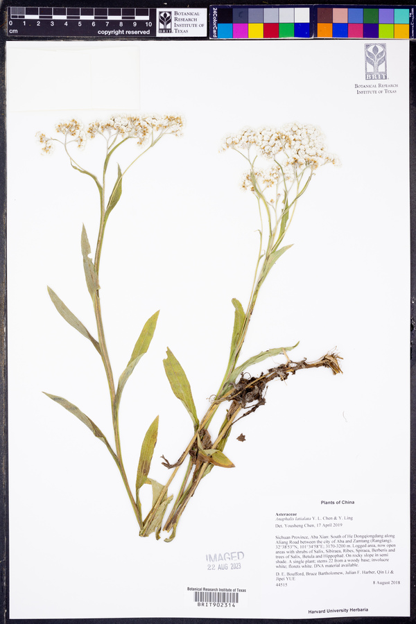 Anaphalis latialata image
