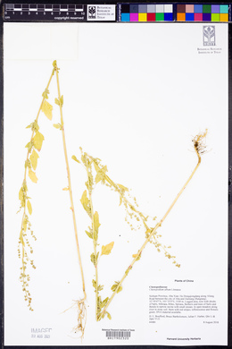 Chenopodium album image