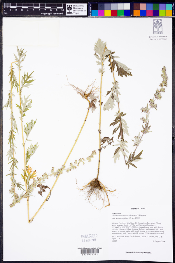 Artemisia verbenacea image