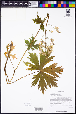 Aconitum sinomontanum image