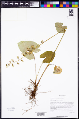 Image of Ligularia lamarum