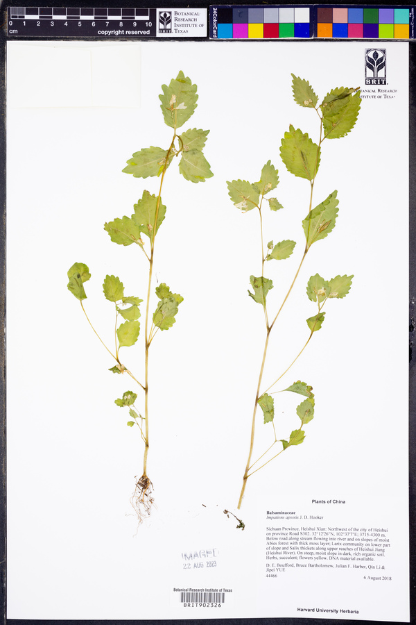 Impatiens apsotis image