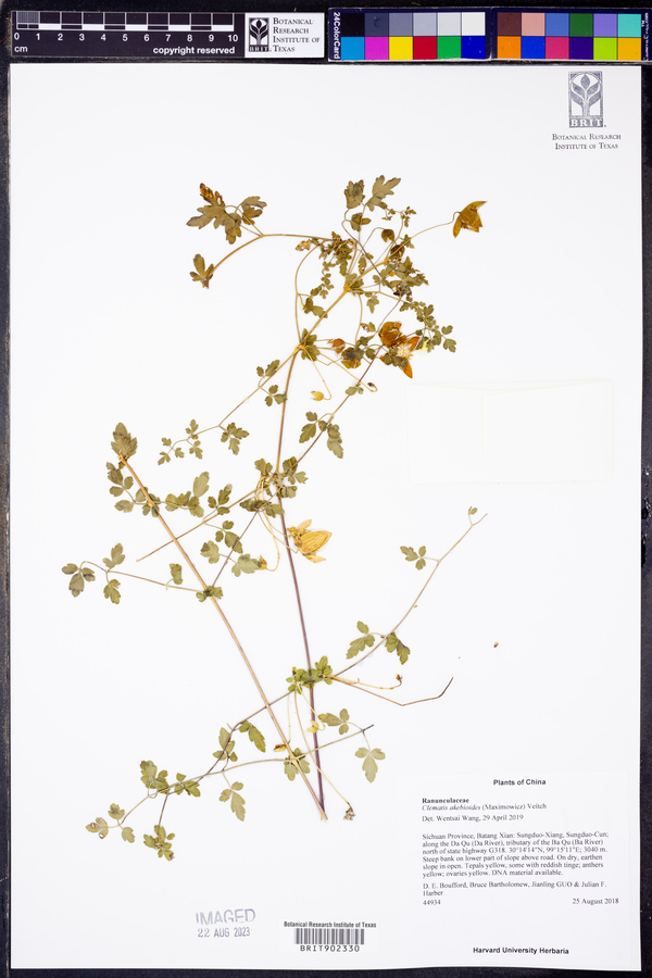 Clematis akebioides image