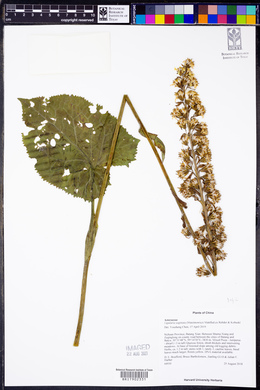 Ligularia sagitta image